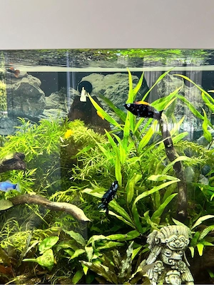 Aquarium Juwel Vision 180Liter Bild 3