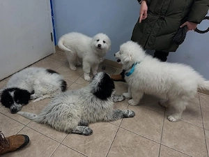 Great Pyrenees  Bild 4