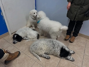 Great Pyrenees  Bild 2