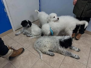 Great Pyrenees  Bild 6