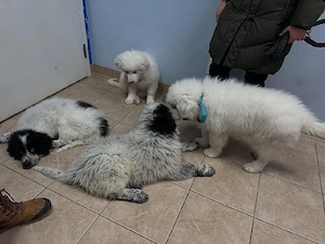 Great Pyrenees  Bild 5