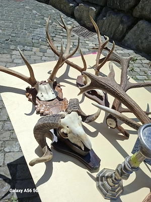 Abwurfstangen  Geweihe.
