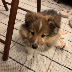 Shetland Sheepdog Welpe Bild 2