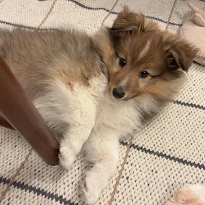 Shetland Sheepdog Welpe Bild 3