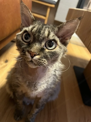 Schmusekater Igor sucht ein liebevolles zu Hause  Bild 2