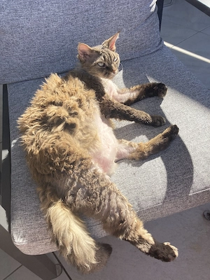 Schmusekater Igor sucht ein liebevolles zu Hause  Bild 3