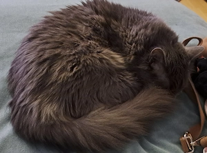 Silbergrauer Kater vermisst Bild 2