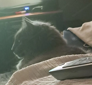 Silbergrauer Kater vermisst Bild 3