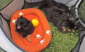 verkaufe Zwergspitz, Pomeranian, Hund  Bild 2
