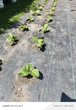 Melanzani (Aubergine) Setzlinge  Bild 2