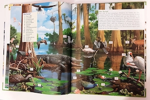 Wunderbare Tierwelt  -  Vielfalt des Lebens  Bild 4
