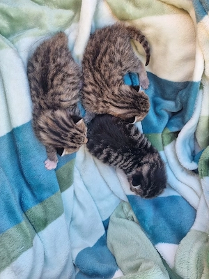 Junge Tigerkätzchen zu vergeben Bild 5