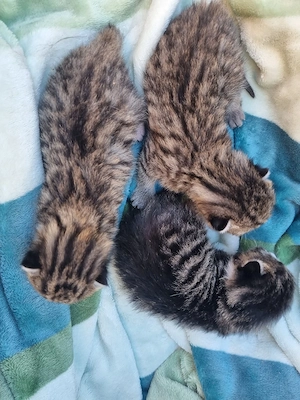 Junge Tigerkätzchen zu vergeben Bild 4
