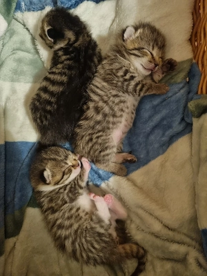 Junge Tigerkätzchen zu vergeben Bild 2