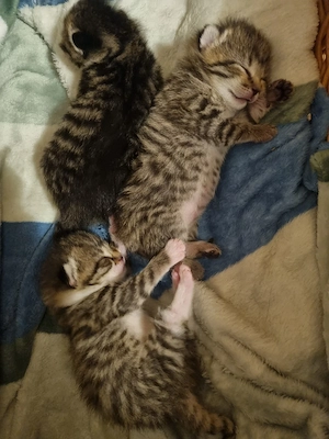 Junge Tigerkätzchen zu vergeben Bild 3