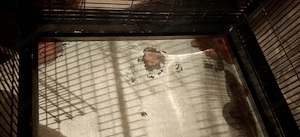 Voliere für Vögel oder Kleintiere Bild 2