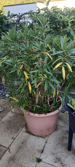 Zwei große Oleander  Bild 2