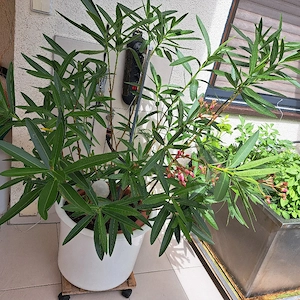 Blumentopf ohne Übertopf