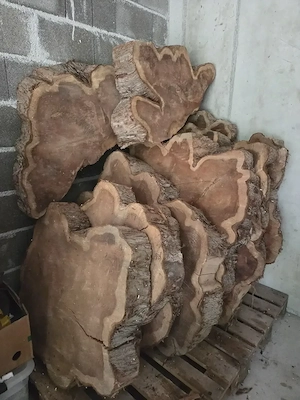 Mammutbaumscheiben