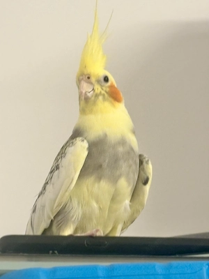 Kleine   Papageien   Bild 2