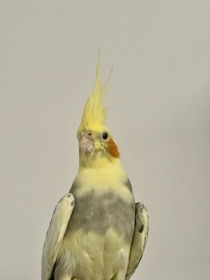 Kleine   Papageien   Bild 4
