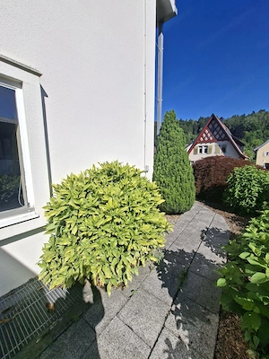 Thujen, Sträucher und Büsche zu verschenken  Bild 5