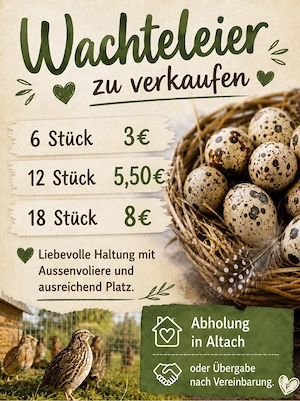 Wachteleier 