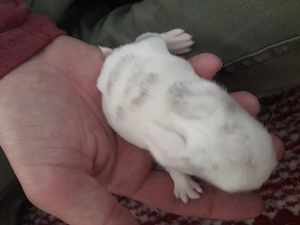 Minilop babys zu verkaufen  Bild 5