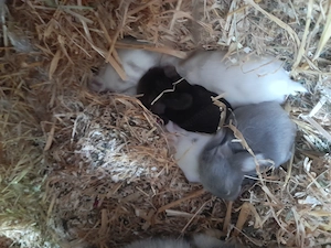 Minilop babys zu verkaufen 