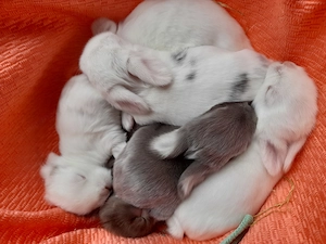 Minilop babys zu verkaufen  Bild 2