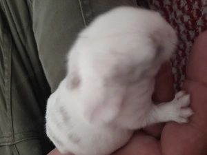 Minilop babys zu verkaufen  Bild 4