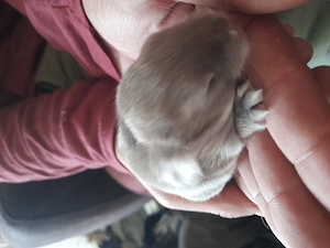 Minilop babys zu verkaufen  Bild 3