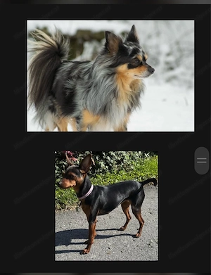 Hunde Welpen Bild 3