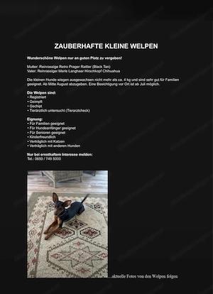 Hunde Welpen Bild 2