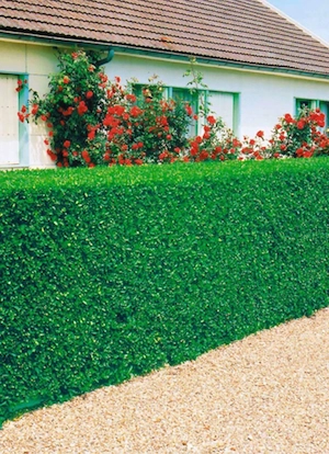    Gartenarbeit mit Herz und Verstand Bild 2