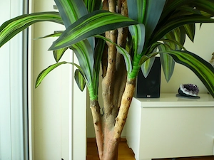 Hochwertiger künstlicher Drachenbaum im blau glasierten Tontopf, höhe 160cm * Wunderschön * Bild 4