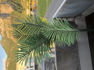 Kunstpflanze Palmen Bild 3