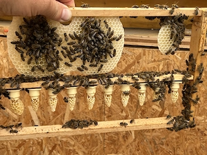 ACA Reinzucht-Bienenköniginnen Belegstellen begattet 05 2026