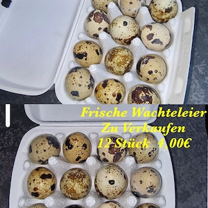 Frische Wachteleier 