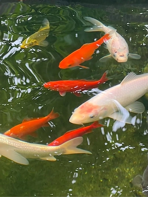 Goldfische zu verschenken