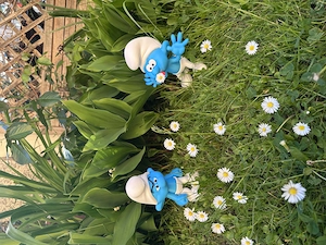 Garten Schlümpfe! Bild 3