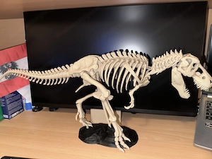 T-Rex Skelett Modell Bild 2