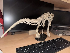 T-Rex Skelett Modell Bild 4