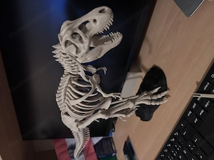 T-Rex Skelett Modell Bild 3