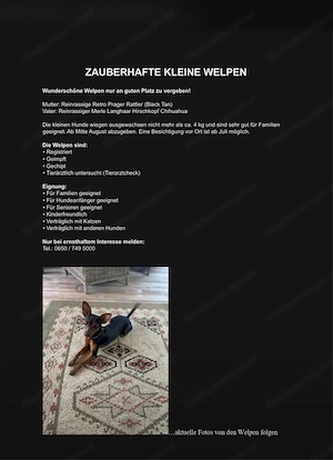 Hundewelpen Bild 2