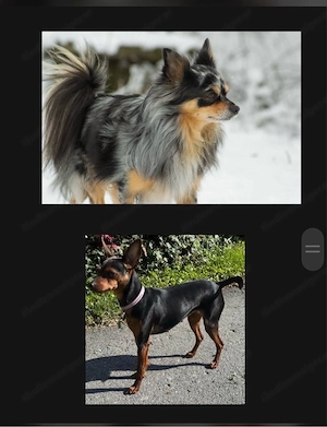 Hundewelpen Bild 3