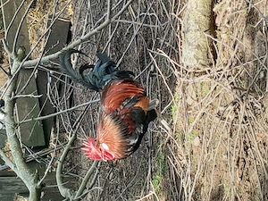 Gemischte Bruteier  Bild 3