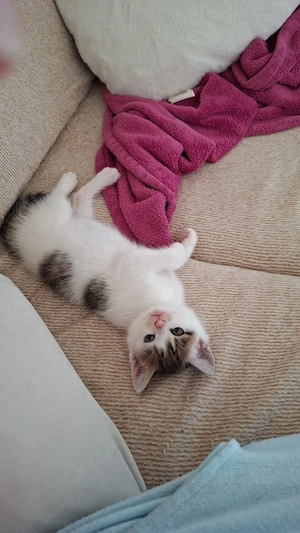 Katze zu Verschenken Bild 4
