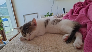 Katze zu Verschenken
