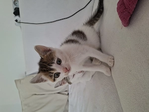 Katze zu Verschenken Bild 2